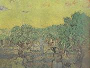 Vincent Van Gogh Olive Grove with Picking Figures (nn04) USA oil painting reproduction